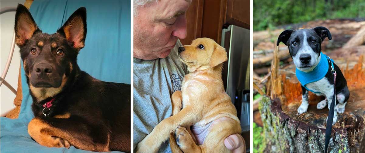 Winnie's Legacy Canine Rescue photos of adopted dogs