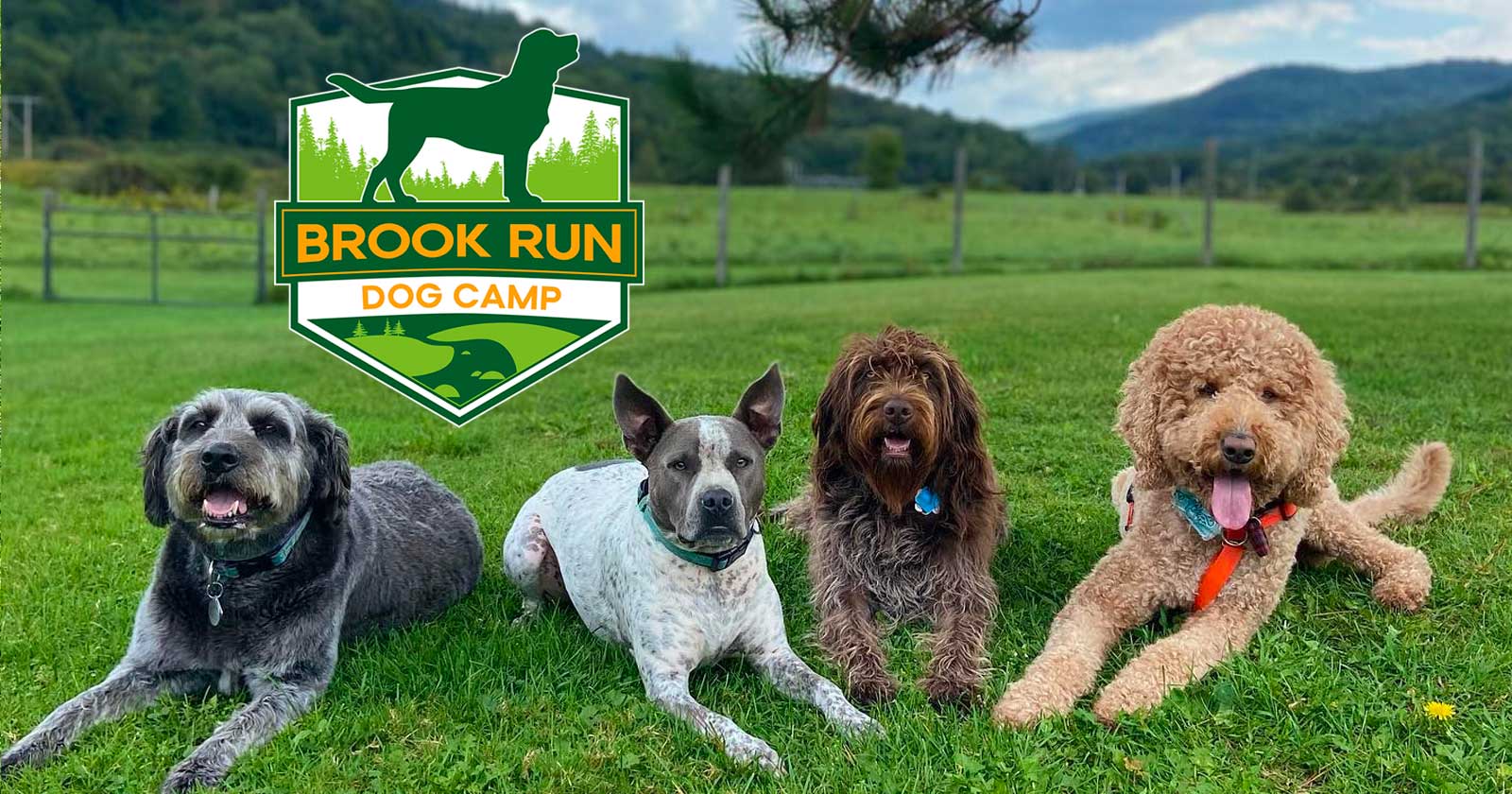 Four dogs lying on a lawn, facing the camera, with mountains in the background, at Brook Run Dog Camp