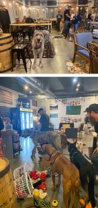 Dogs Night Out at 1st Republic Brewing Company in Essex Junction VT